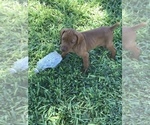 Small Photo #4 Vizsla Puppy For Sale in SANDIA, TX, USA