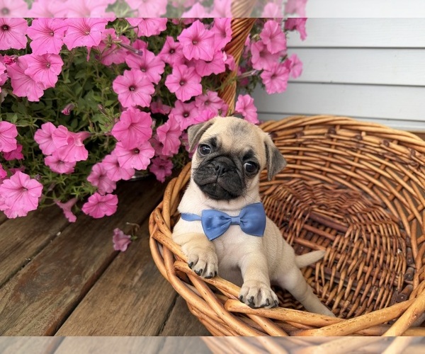 Medium Photo #12 Pug Puppy For Sale in ATHENS, WI, USA