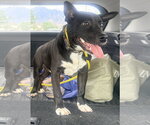 Small #1 American Pit Bull Terrier Mix