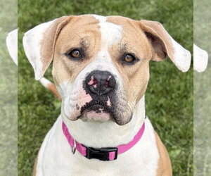 Bulldog-Unknown Mix Dogs for adoption in Jefferson, WI, USA