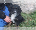 Puppy 5 Bernedoodle