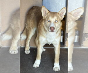 Valkyrie - Male Siberian Husky-Unknown Mix Dog for Adoption - Photo #3