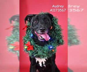 Mutt Dogs for adoption in Bakersfield, CA, USA