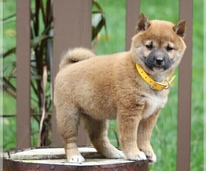 Shiba Inu Puppy for sale in FREDERICKSBG, OH, USA