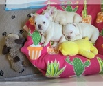 Small Photo #19 French Bulldog Puppy For Sale in CONROE, TX, USA