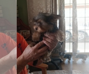 Yorkshire Terrier Puppy for sale in JAMAICA, IA, USA