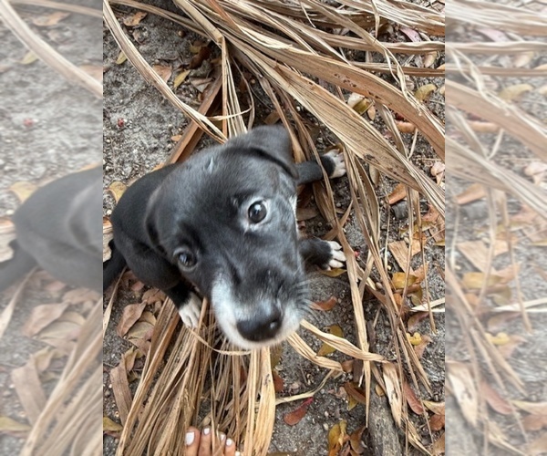 Medium Photo #2 American French Bull Terrier-Chihuahua Mix Puppy For Sale in MIAMI, FL, USA