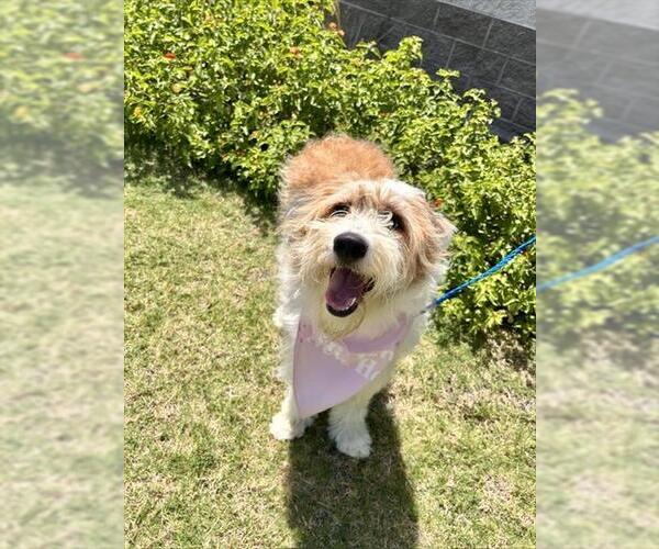 Medium Photo #2 Border Collie-Old English Sheepdog Mix Puppy For Sale in Temple, TX, USA