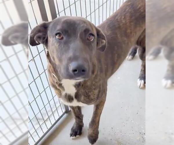 Medium Photo #3 Mutt Puppy For Sale in Houston, TX, USA