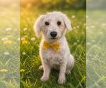 Small Miniature Schnauzer-Poodle (Miniature) Mix
