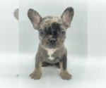 Small Photo #1 French Bulldog Puppy For Sale in SHORT HILLS, NJ, USA