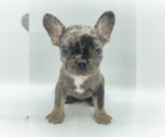 Small French Bulldog