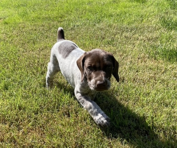 Medium Photo #7 German Shorthaired Pointer Puppy For Sale in DALLAS, OR, USA