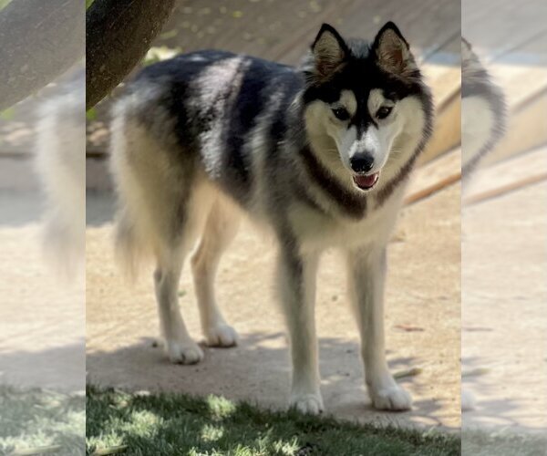 Medium Photo #9 Border Collie-Huskies  Mix Puppy For Sale in Dana Point, CA, USA
