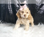 Small Photo #26 Cocker Spaniel Puppy For Sale in WARSAW, IN, USA