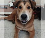 Small #4 Collie-German Shepherd Dog Mix
