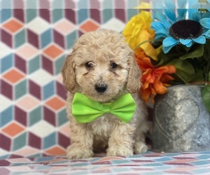 Poodle (Miniature) Puppy for sale in LANCASTER, PA, USA