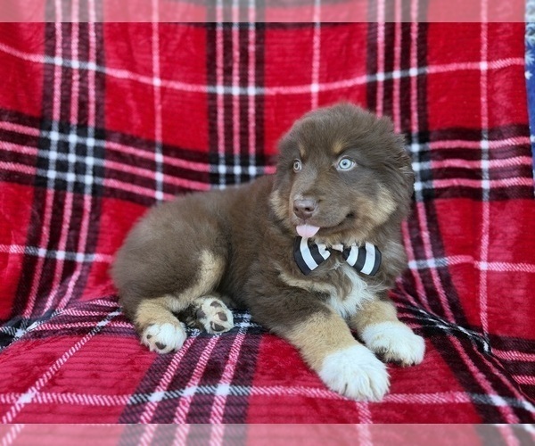 Medium Photo #3 Miniature Australian Shepherd Puppy For Sale in LAKELAND, FL, USA