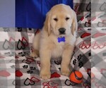 Image preview for Ad Listing. Nickname: AKC Blue Boy