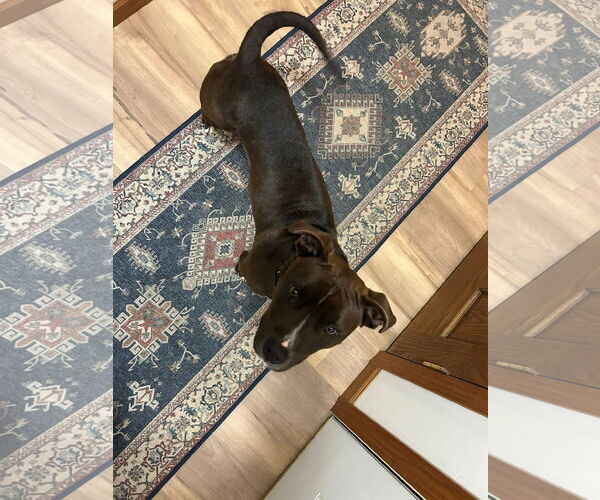 Medium Photo #8 American Pit Bull Terrier-Unknown Mix Puppy For Sale in New London, WI, USA