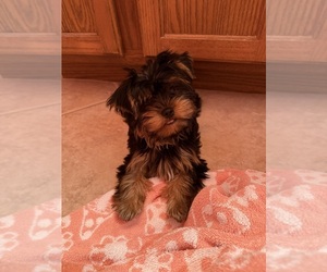 Yorkshire Terrier Puppy for sale in VALRICO, FL, USA