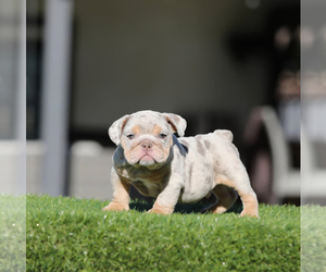 English Bulldog Puppy for sale in SANTA FE, NM, USA