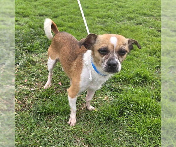 Medium Photo #1 Chihuahua-Unknown Mix Puppy For Sale in Long Beach, CA, USA