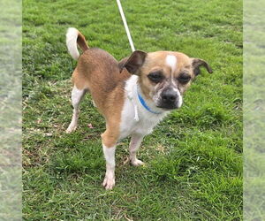 Chihuahua-Unknown Mix Dogs for adoption in Long Beach, CA, USA