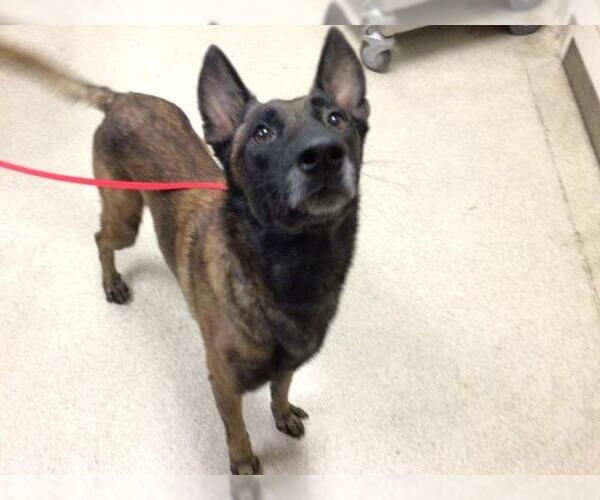 Medium Photo #1 Mutt Puppy For Sale in Riverside, CA, USA