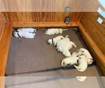 Small #8 English Cream Golden Retriever