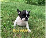 Small Photo #6 French Bulldog Puppy For Sale in CLARE, IL, USA