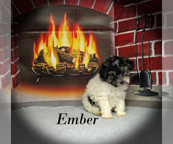 Medium Photo #16 Poodle (Toy) Puppy For Sale in CHANUTE, KS, USA