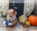 Small #1 Miniature Labradoodle