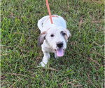 Small Basset Hound Mix