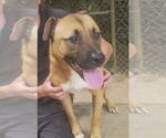 Small #4 Carolina Dog Mix