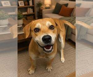 Mutt Dogs for adoption in Shelburne, VT, USA