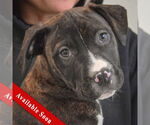 Small American Staffordshire Terrier-Boxer Mix