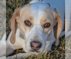 Beagle Dogs for adoption in Huntley, IL, USA