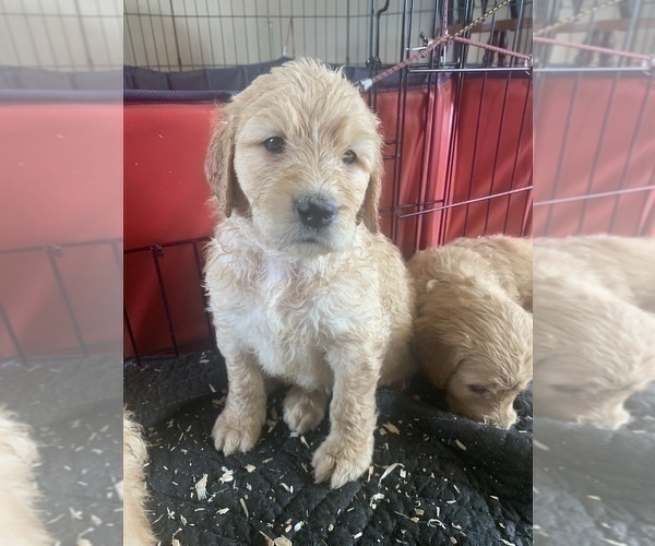 Medium Photo #25 Goldendoodle Puppy For Sale in RATHDRUM, ID, USA
