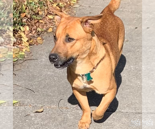 Medium Photo #4 Bassetdor Puppy For Sale in Washington, DC, USA