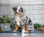 Small Photo #3 Miniature Australian Shepherd Puppy For Sale in BALTIC, OH, USA