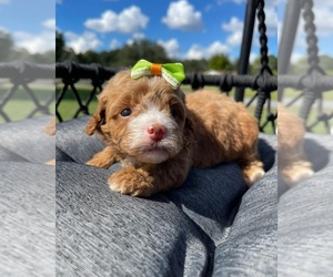 Goldendoodle Puppy for sale in KISSIMMEE, FL, USA