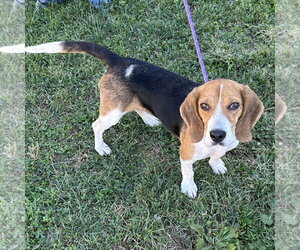 Dixie 2026 - Female Beagle Dog for Adoption - Photo #3
