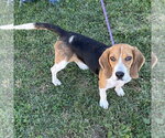 Small Photo #3 Beagle Puppy For Sale in Batavia, OH, USA
