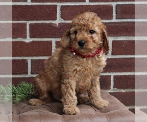 Goldendoodle-Poodle (Miniature) Mix Puppy for sale in LANCASTER, PA, USA