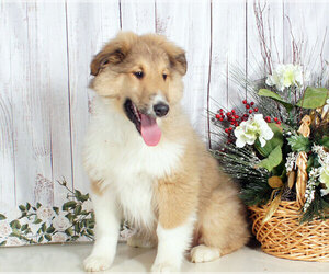 Collie Puppy for sale in PENNS CREEK, PA, USA