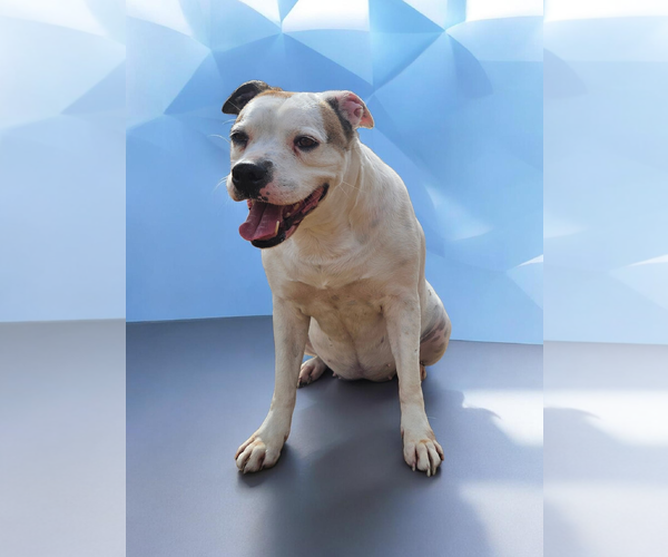 Medium Photo #38 Bullboxer Pit Puppy For Sale in McKinney, TX, USA