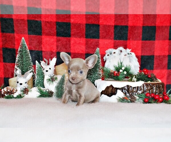 Medium Photo #3 Chihuahua Puppy For Sale in CHARLESTON, AR, USA