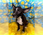 Small #3 Border Collie Mix