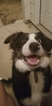 Small Photo #4 Border Collie Puppy For Sale in WILSON, NC, USA